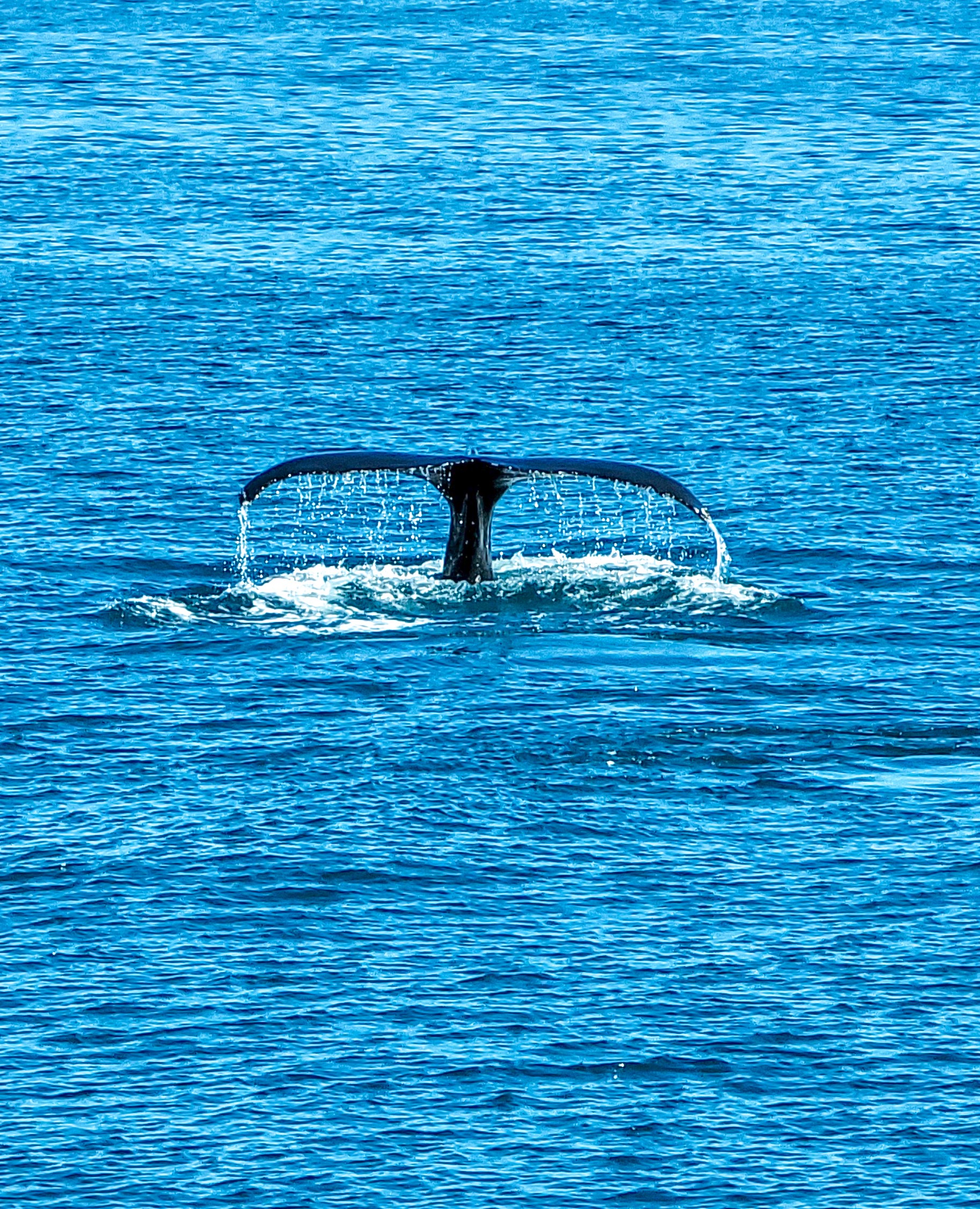 7 day Ring Road itinerary whale watching