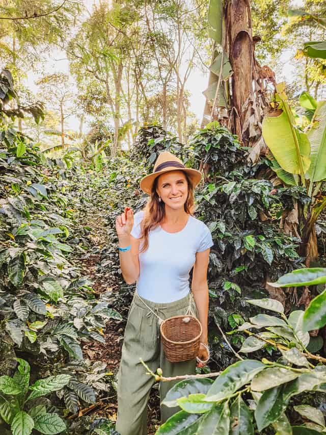 A woman in a straw hat, white shirt, and green pants standing in the middle of 7 foot tall coffee plants, holding a ripe, red coffee berry. A small basket for collecting berries is tied around her waist. Visiting a coffee farm is one of the most interesting things to do in Salento. 