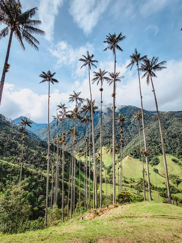 A Detailed 2023 Guide To The Cocora Valley Hike In Colombia