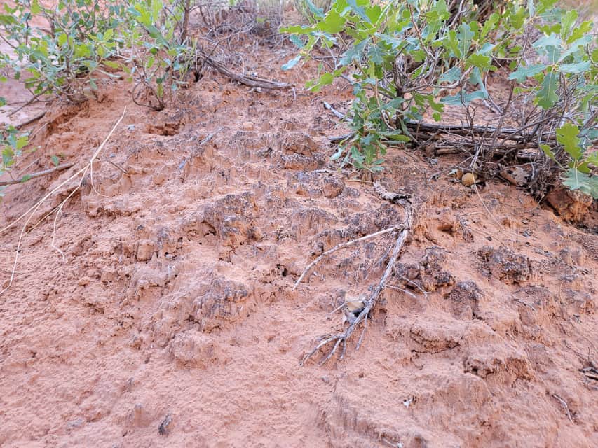 A picture of the biological soil crust in Arches National Park - you can see dark "crust" on top of small mounds in the soil near some bushes. 
