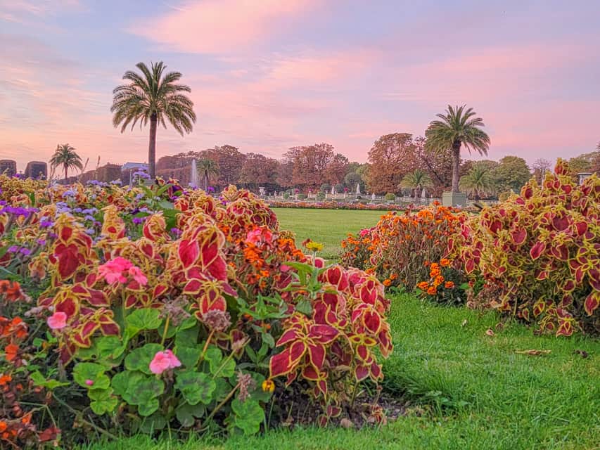 A rosy morning sky illuminates beds of colorful red, pink, and purple flowers, with a lawn and palm trees in the background in the Jardin de Luxembourg. 