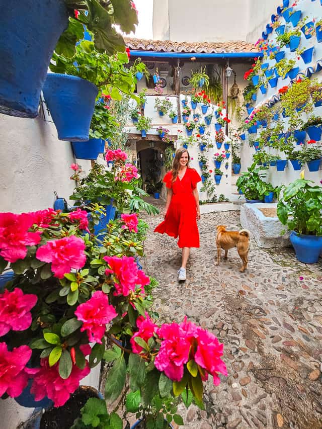 A woman in a red dress walks past a dog  in the middle of one of the most beautiful patios in Cordoba that has white walls and is filled iwth blue flowerpots holding geraniums. 