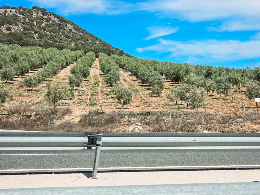 Rows of olive trees fill this hills near the Spanish highways.