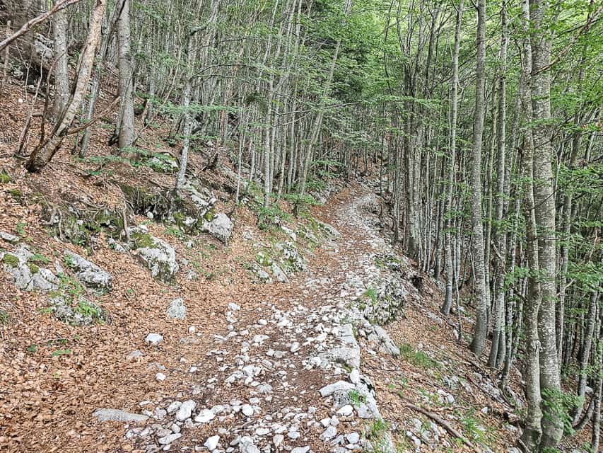 A dirt path with white rocks alongside hundreds of skinny tall trees. 