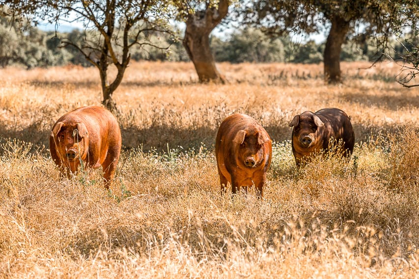 A wheat grass tan field with 3 brown orange pigs stands in the field with trees all around. 